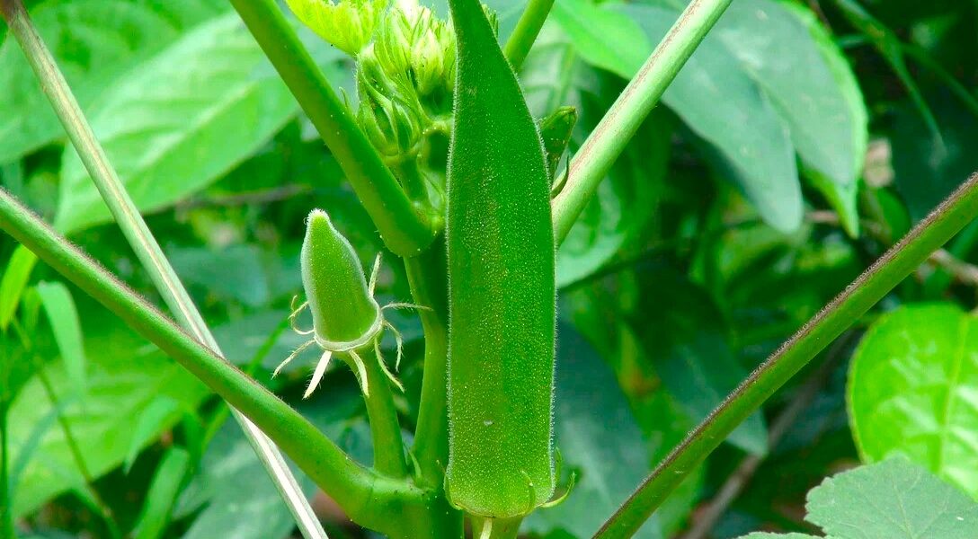 Lady's Finger